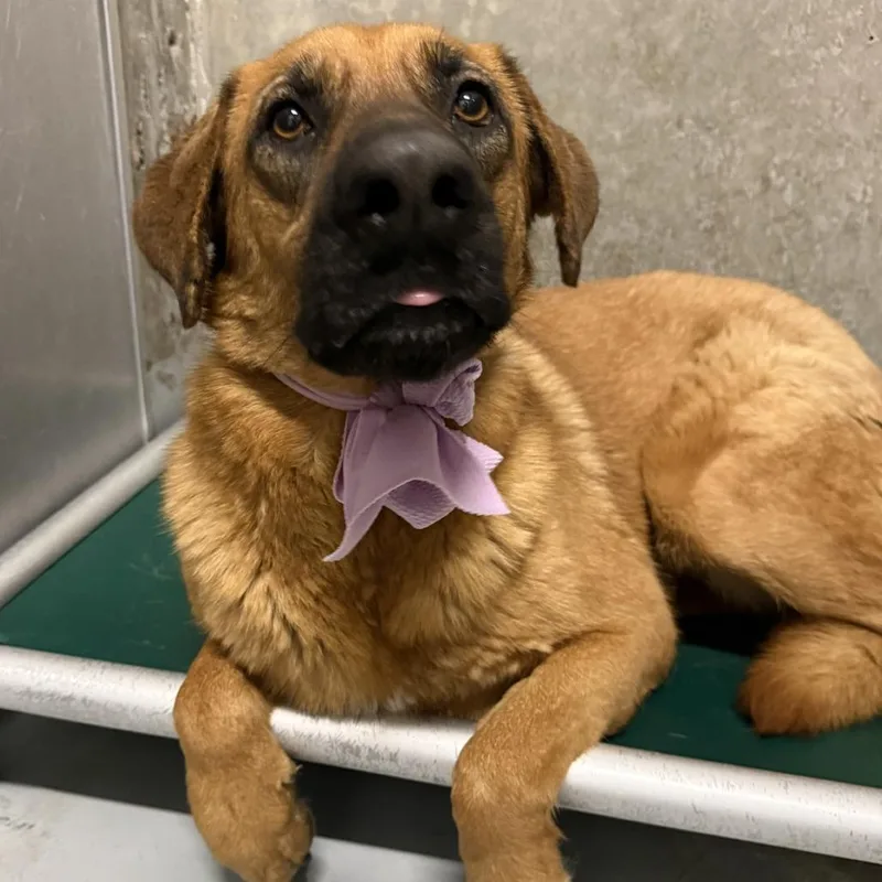 An adult large-sized female Brown / Chocolate Mixed Breed dog named Ruthie for adoption in Las Cruces, NM