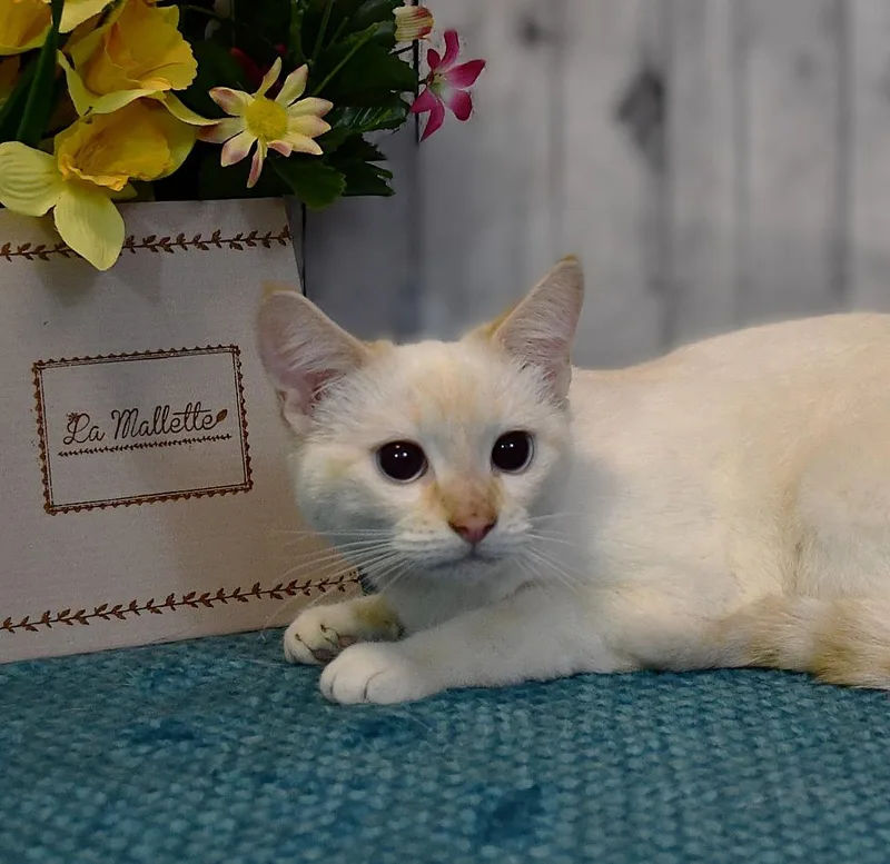 A baby medium-sized female Siamese cat named Muffin for adoption in Roanoke, TX