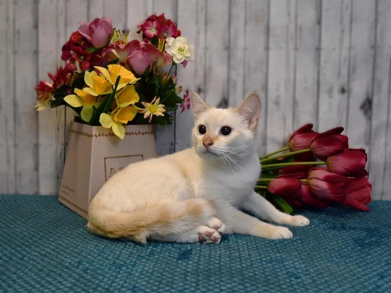 Muffin thumbnail 3