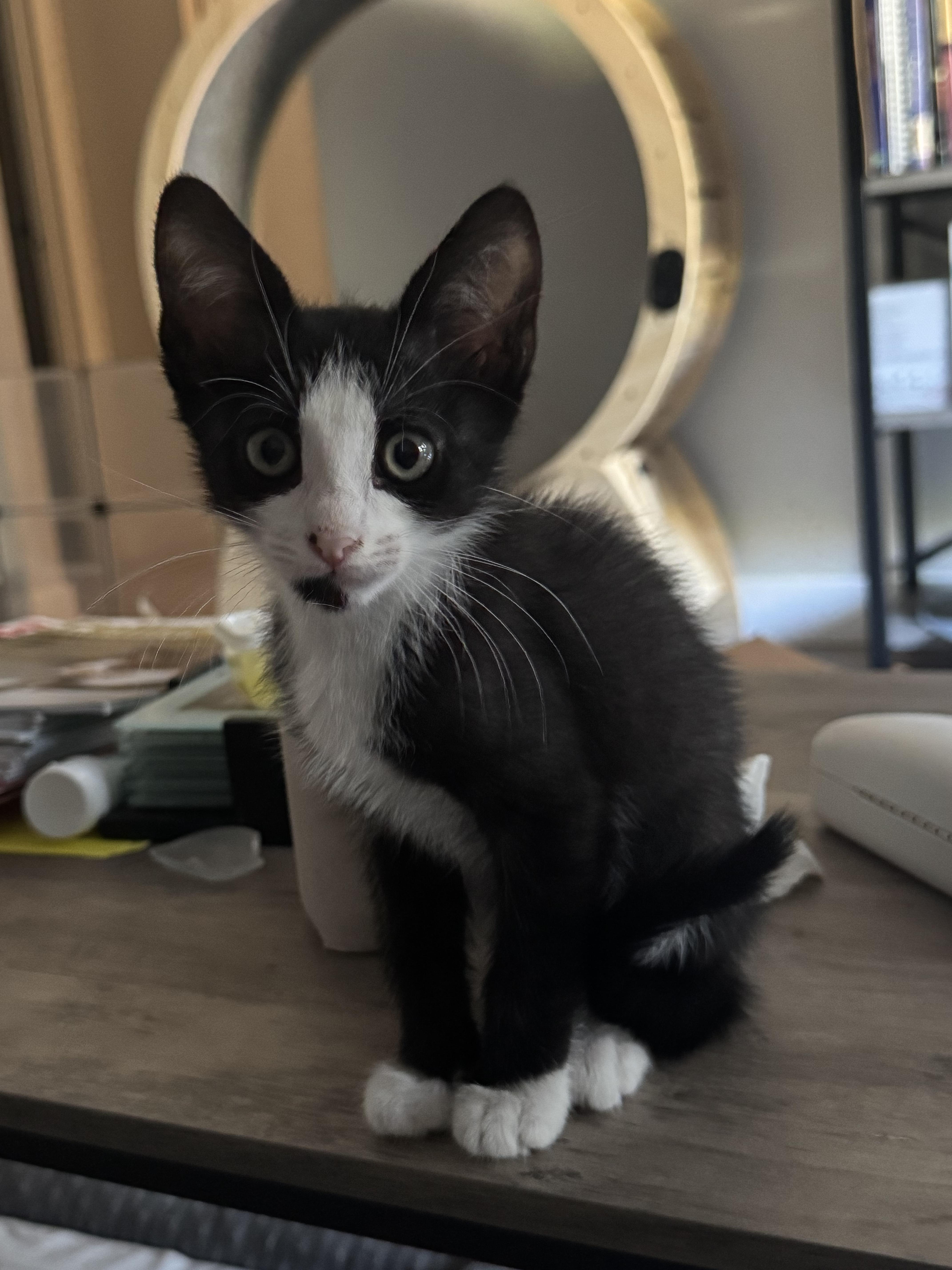 A baby small-sized male Domestic Short Hair cat named Tamlin for adoption in Rio Linda, CA