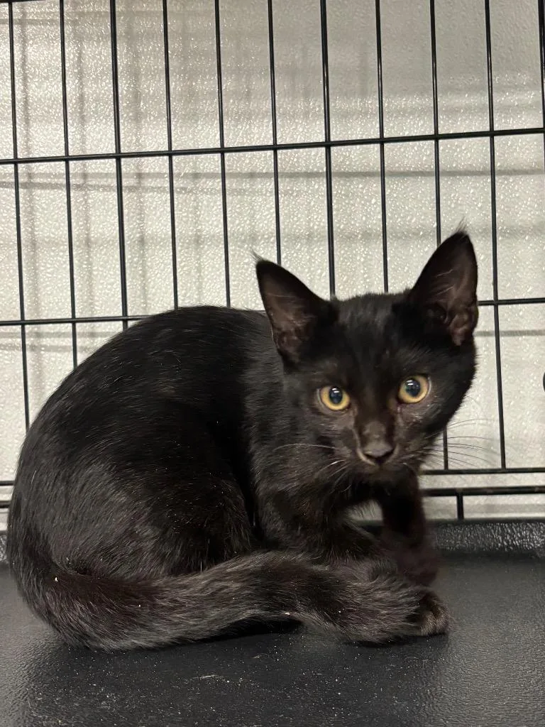 A baby large-sized female Domestic Short Hair cat named Tara for adoption in Metter, GA