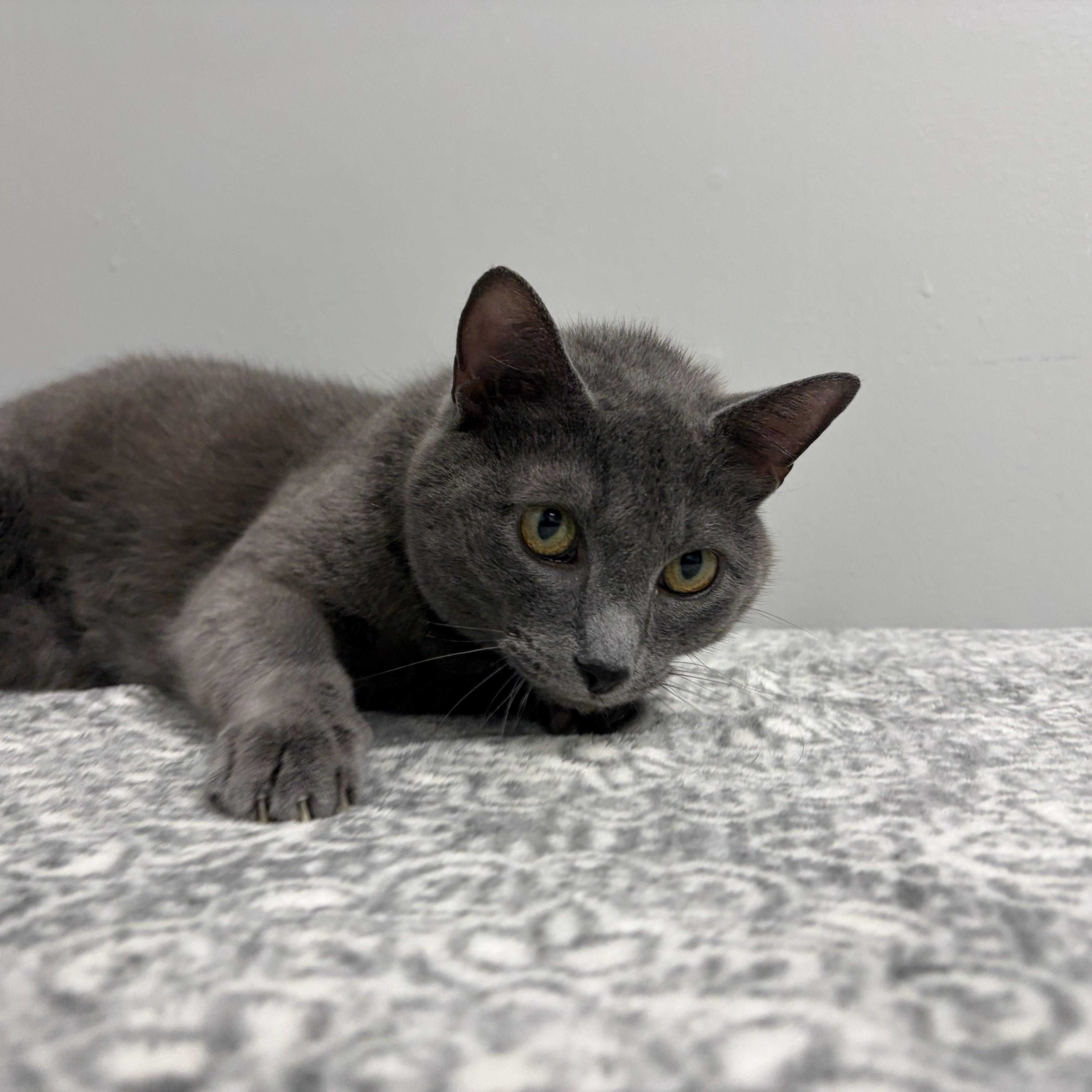 An adult medium-sized female Gray / Blue / Silver Domestic Short Hair cat named Carol Pet Supplies for adoption in Frankfort, IN