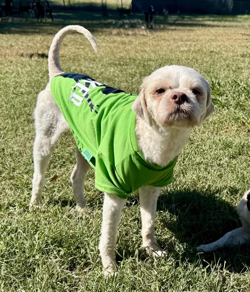A young small-sized male Shih Tzu dog named Max for adoption in Maiden, NC