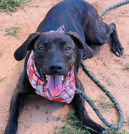 An adult medium-sized female Plott Hound dog named Petal $ for adoption in Seneca, SC