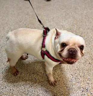 A young small-sized female White / Cream French Bulldog dog named Kira for adoption in Tifton, GA