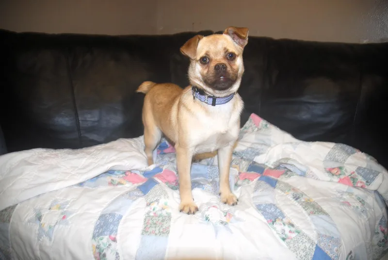 Curry & Saffron thumbnail 2