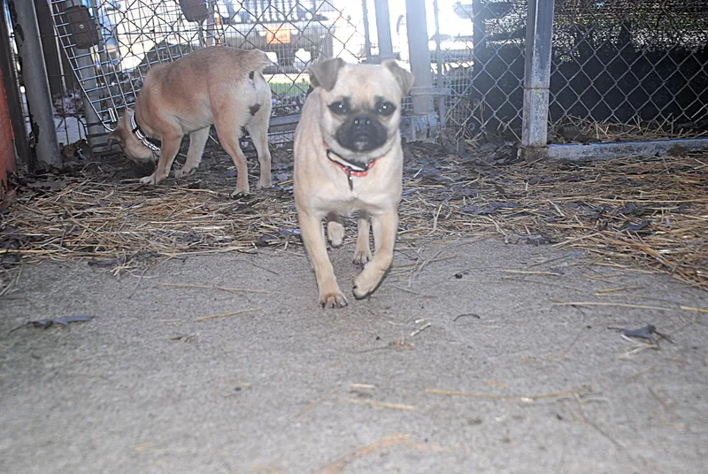 Curry & Saffron thumbnail 3