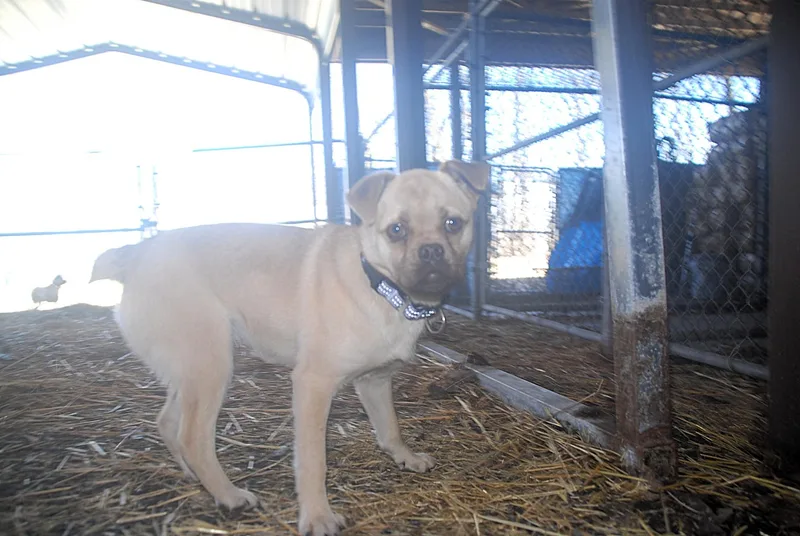 Curry & Saffron thumbnail 4