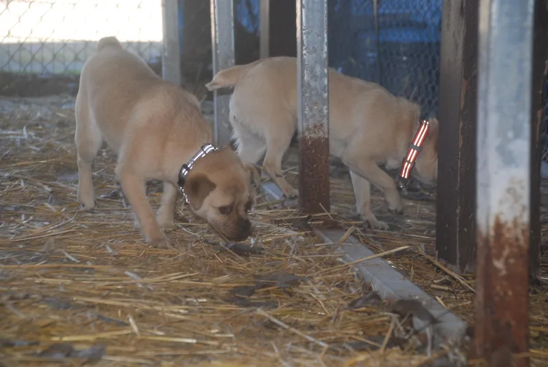 Curry & Saffron thumbnail 5