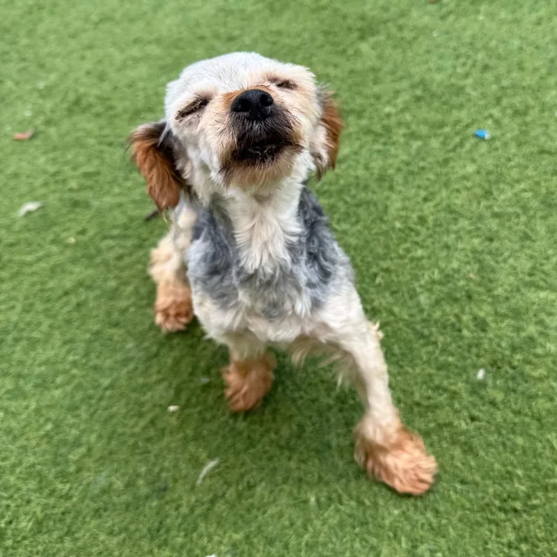 An adult medium-sized male Black Yorkshire Terrier dog named Grizzly Bear for adoption in LOXAHATCHEE, FL