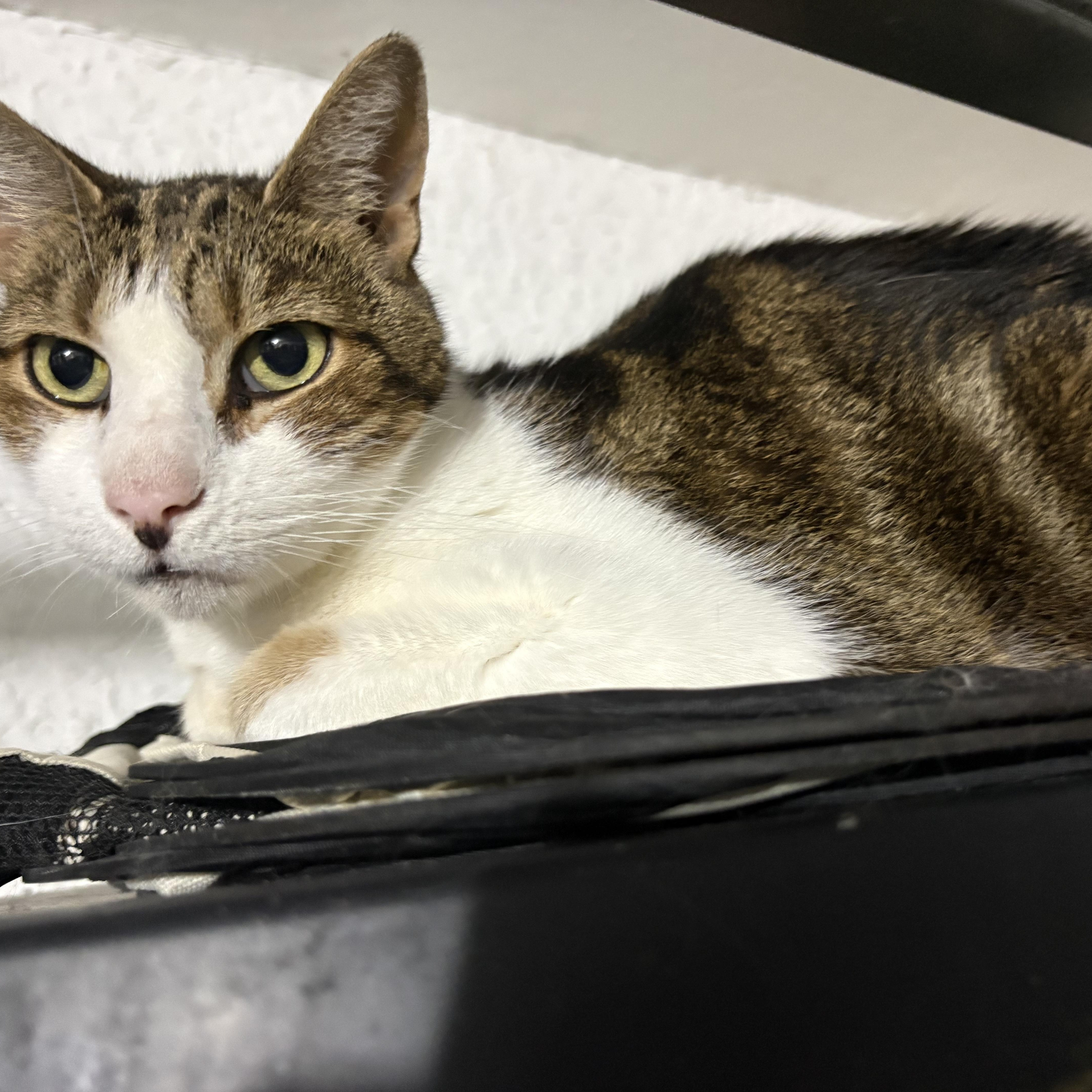 A senior medium-sized male Tabby (Buff / Tan / Fawn) Domestic Short Hair cat named Gatspy for adoption in Lehigh Acres, FL