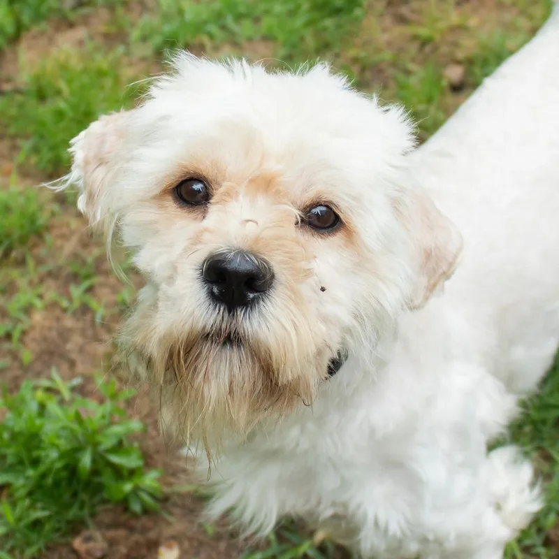 An adult medium-sized male Apricot / Beige Mixed Breed dog named Lamb Chop for adoption in Middletown, RI