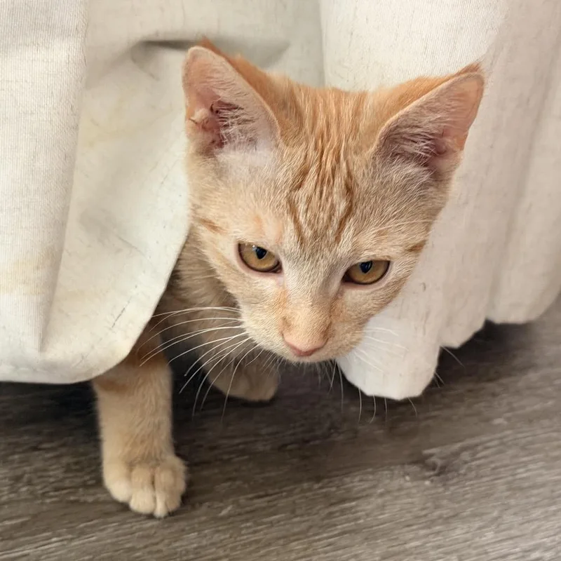 A baby small-sized female Orange / Red Domestic Short Hair cat named Jax for adoption in Tustin, CA