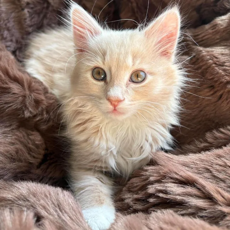 A baby small-sized female Buff / Tan / Fawn Domestic Long Hair cat named Peach Purse for adoption in Eagle Mountain, UT