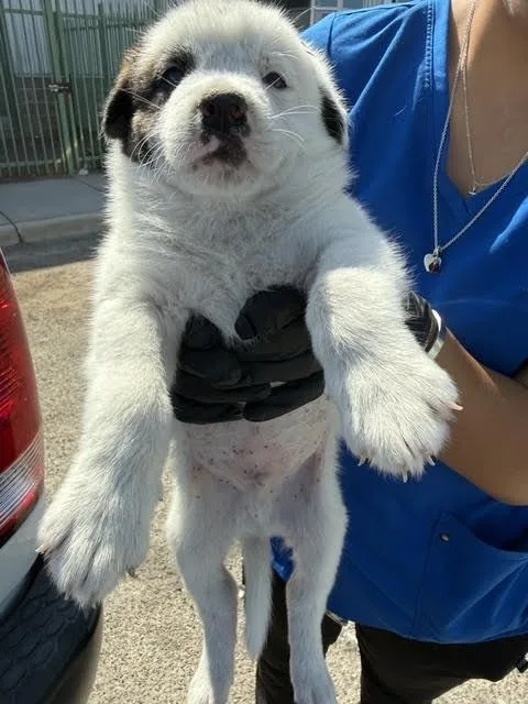 A young small-sized male White / Cream Mixed Breed dog named Fork for adoption in Hobbs, NM