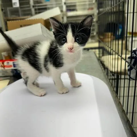 A baby small-sized female Domestic Short Hair cat named Katara for adoption in Bastrop, TX