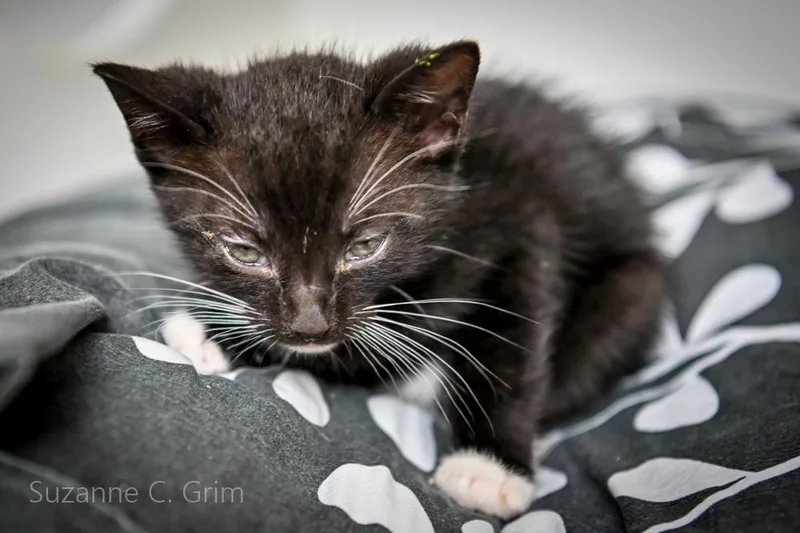A baby small-sized male Domestic Short Hair cat named August for adoption in New Orleans, LA