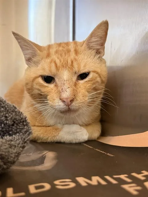 An adult large-sized male Domestic Short Hair cat named Tommy for adoption in Houston, TX