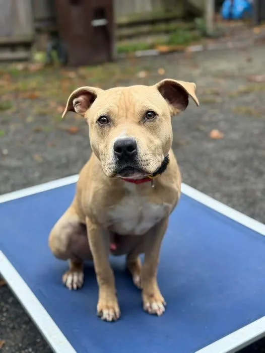 A young large-sized male Pit Bull Terrier dog named Butters for adoption in Ipswich, MA