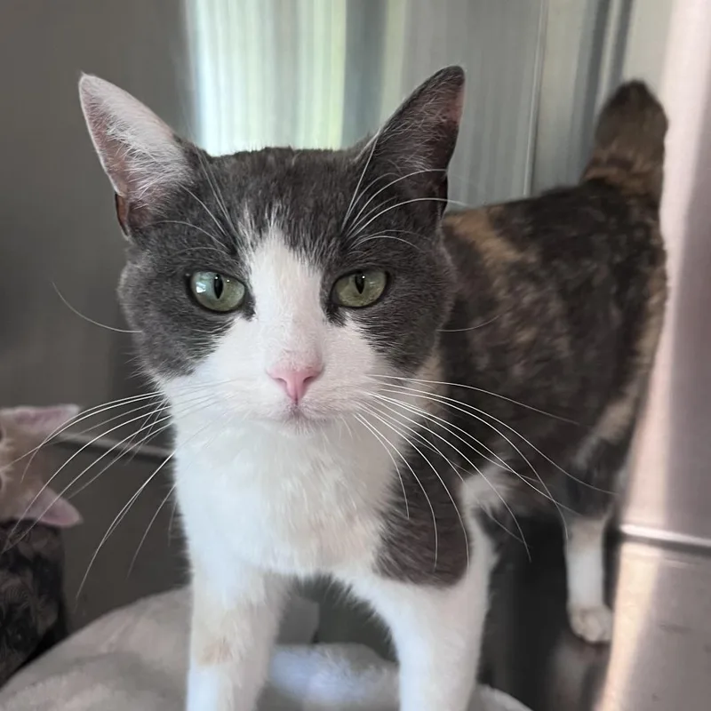 An adult medium-sized female Calico Domestic Short Hair cat named Little Debbie for adoption in Washburn, MO