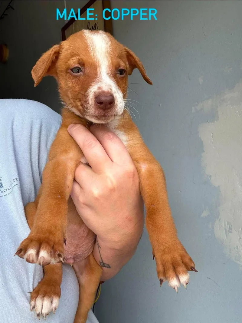 A baby medium-sized male Mixed Breed dog named Copper for adoption in Stephens City, VA