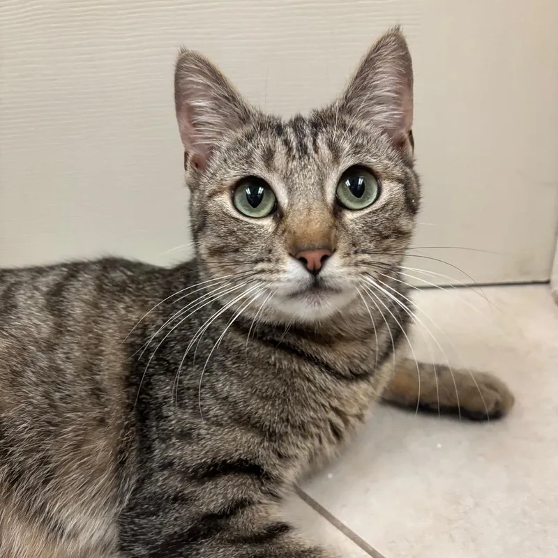 A young large-sized female Domestic Short Hair cat named Jess for adoption in Sunnyvale, CA