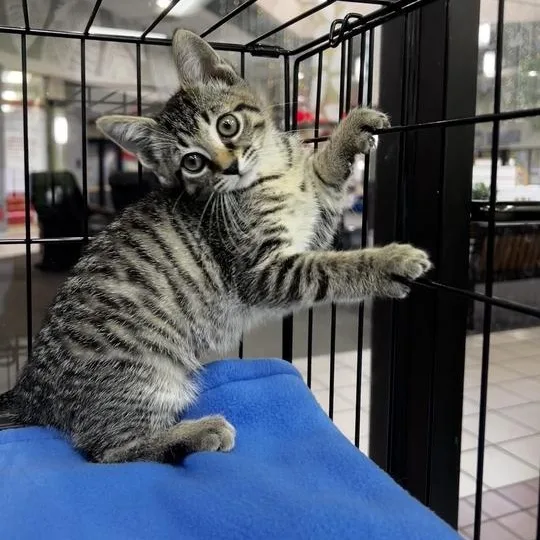 A baby small-sized female Domestic Short Hair cat named Arwen for adoption in Jackson, MI