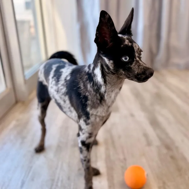 An adult small-sized female Black Chihuahua dog named Kanga for adoption in Green Bay, WI