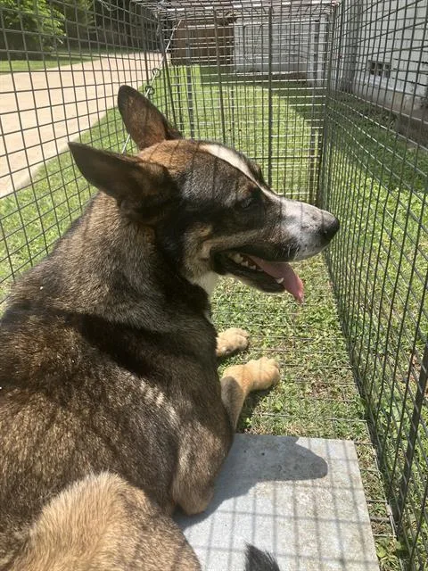 An adult large-sized male Mixed Breed dog named Ambrose for adoption in Dallas, TX
