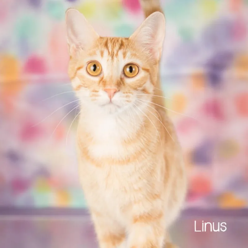Linus