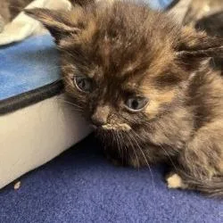 A baby small-sized female Tortoiseshell Domestic Short Hair cat named Penne for adoption in Gloucester, VA