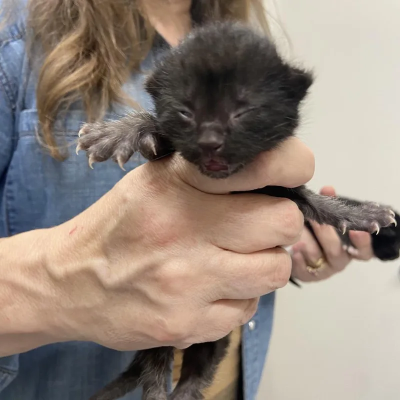 A baby small-sized male Black Domestic Medium Hair cat named Trumpet for adoption in Chattanooga, TN