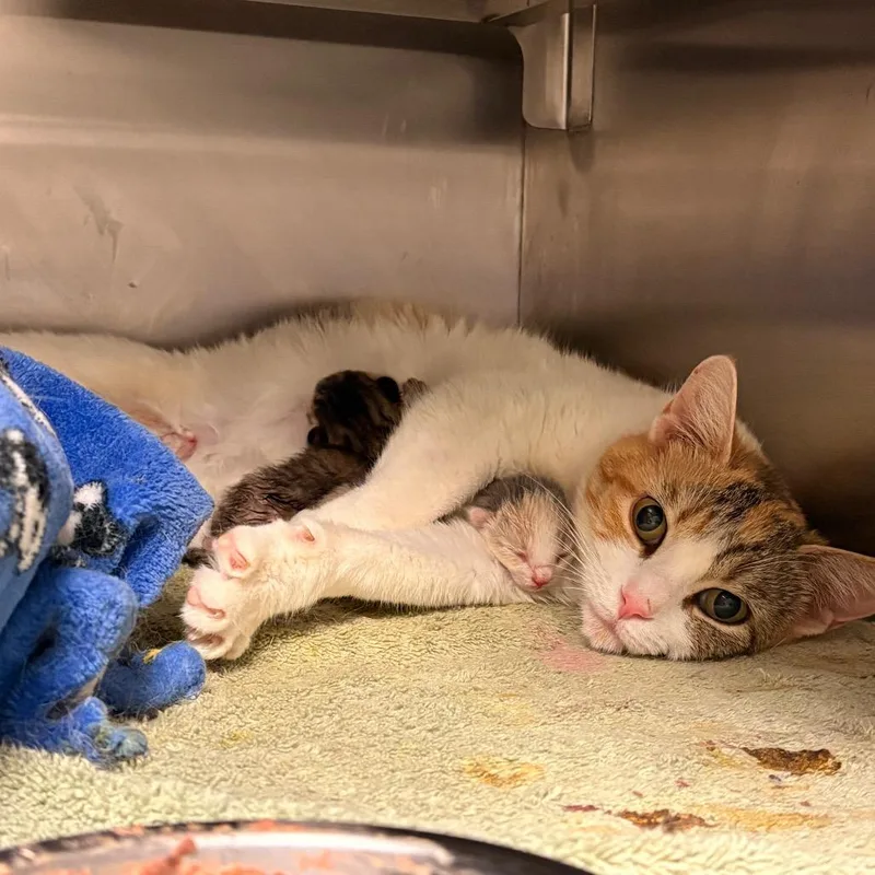 A young medium-sized female White Domestic Short Hair cat named Carol Ann for adoption in Bristol, IN