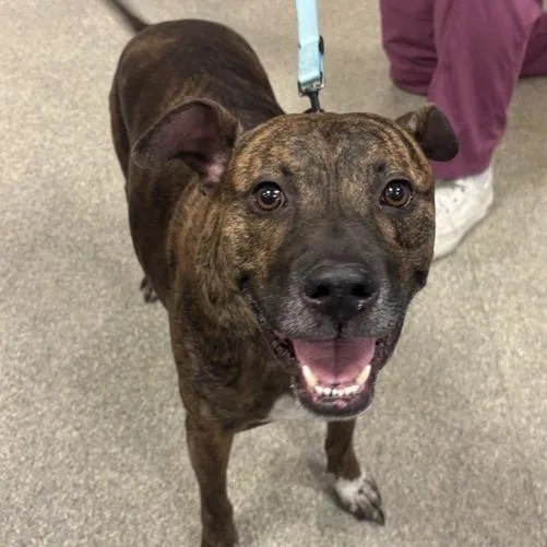 An adult large-sized male Brindle Mixed Breed dog named Charleston for adoption in Jacksonville, FL