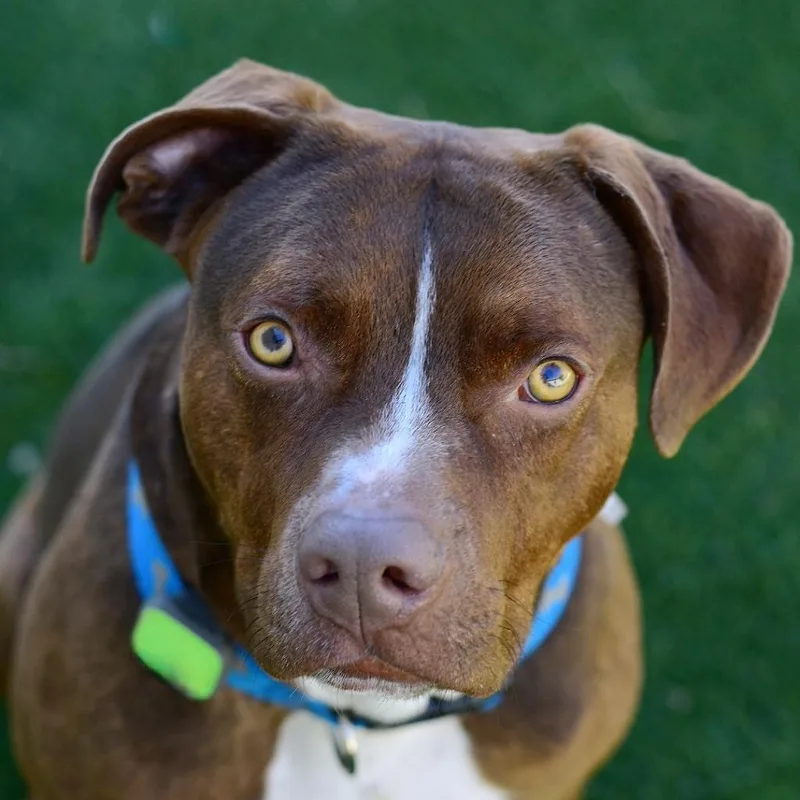 A senior medium-sized male Brown / Chocolate Mixed Breed dog named Aster for adoption in Ottawa, KS