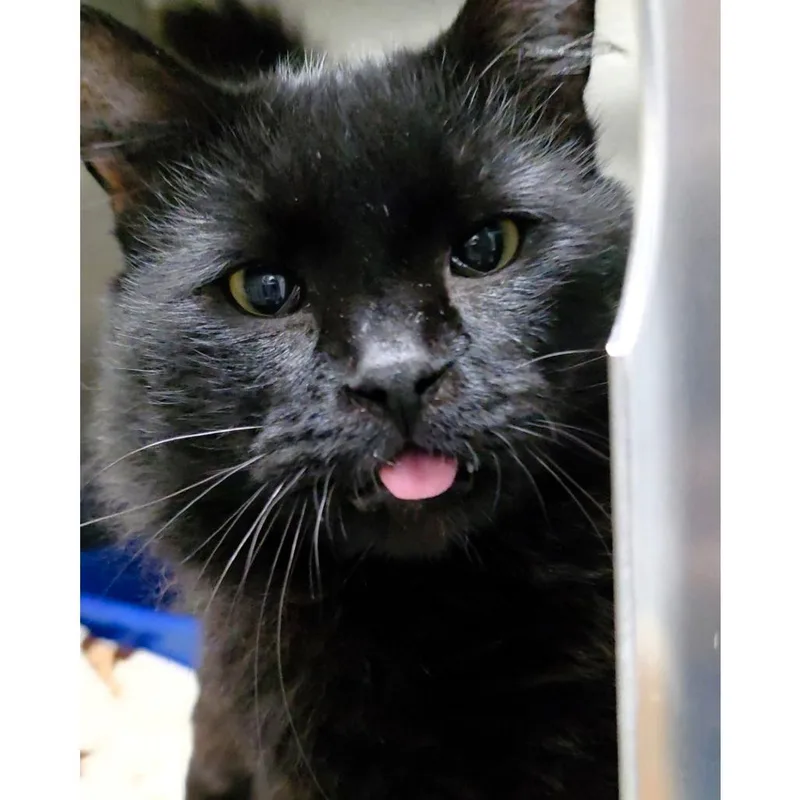 An adult medium-sized male Black Domestic Short Hair cat named Moe for adoption in Michigan City, IN