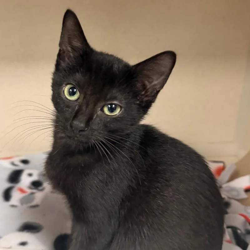 A baby small-sized female Black Domestic Short Hair cat named Matty for adoption in New York, NY