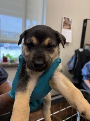 A baby small-sized male Great Pyrenees dog named Pear for adoption in North Richland Hills, TX