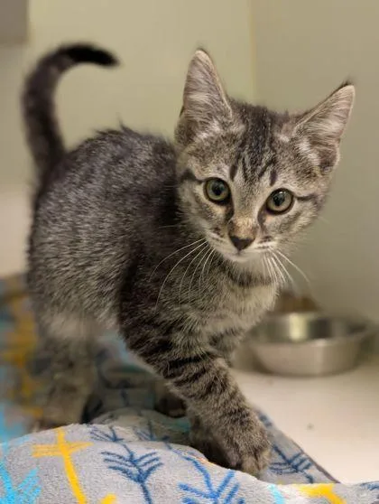 An adult small-sized male Domestic Short Hair cat named Miso for adoption in Mansfield, TX