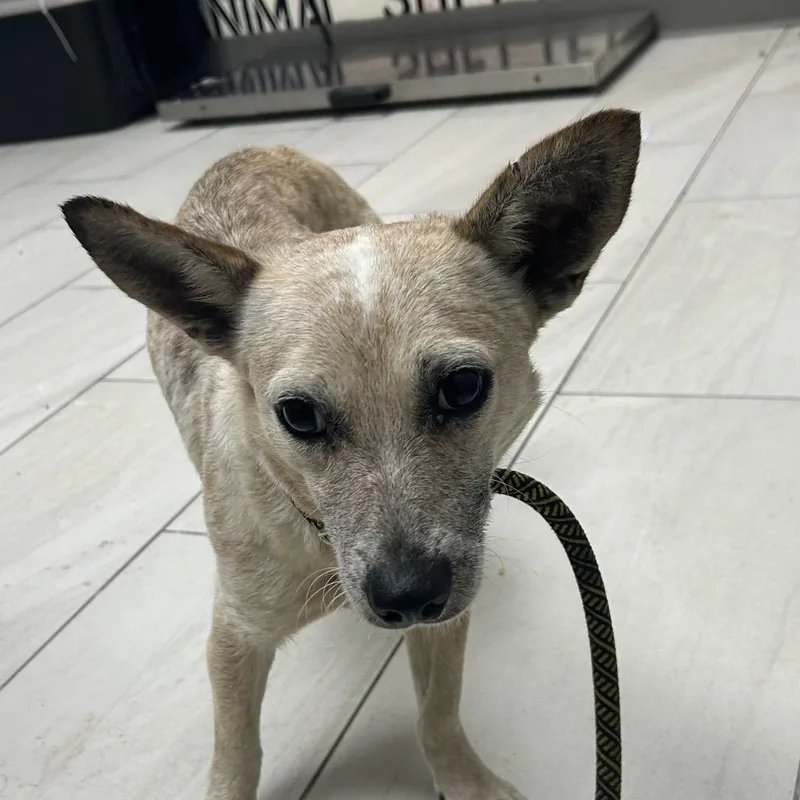 A young small-sized female Yellow / Tan / Blond / Fawn Chihuahua dog named Saki for adoption in Lufkin, TX