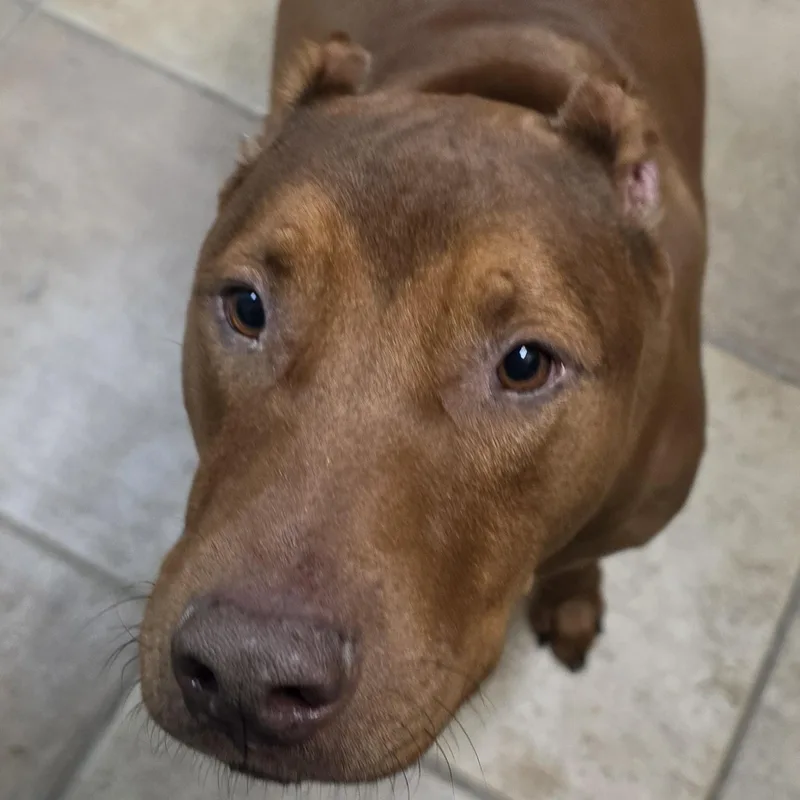 An adult extra large-sized male Chocolate Labrador Retriever dog named Clyde for adoption in Brainerd, MN