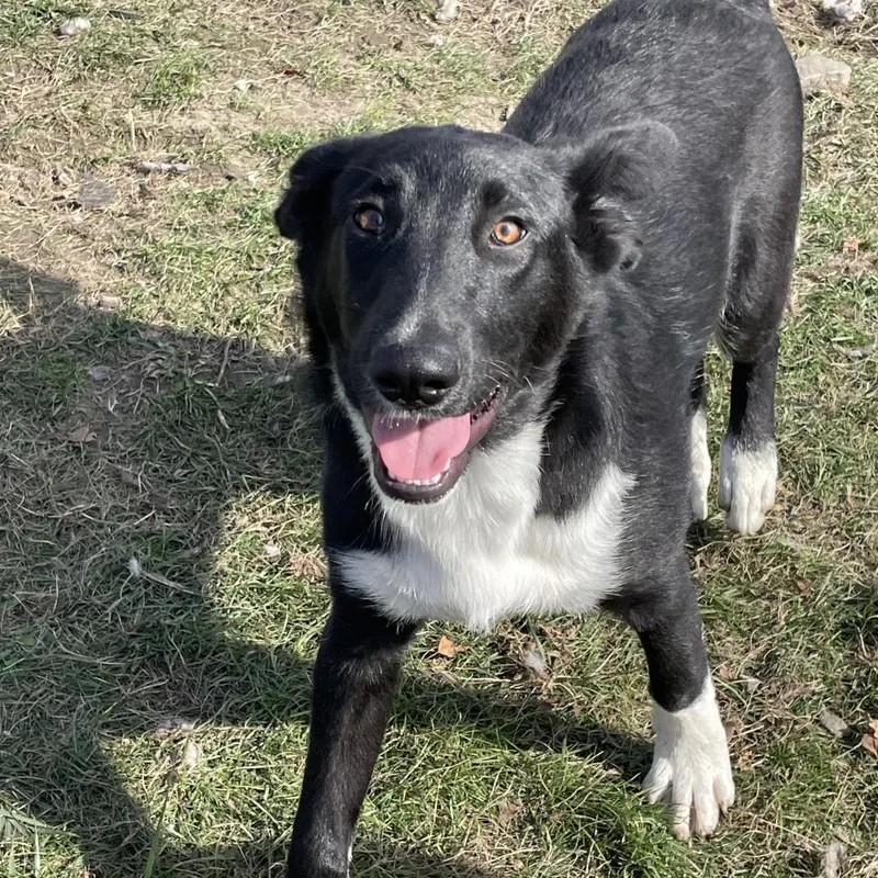 Oliver~ Graduated From Pawsinprison. thumbnail 3