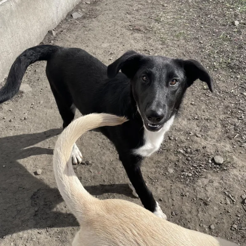 Oliver~ Graduated From Pawsinprison. thumbnail 5