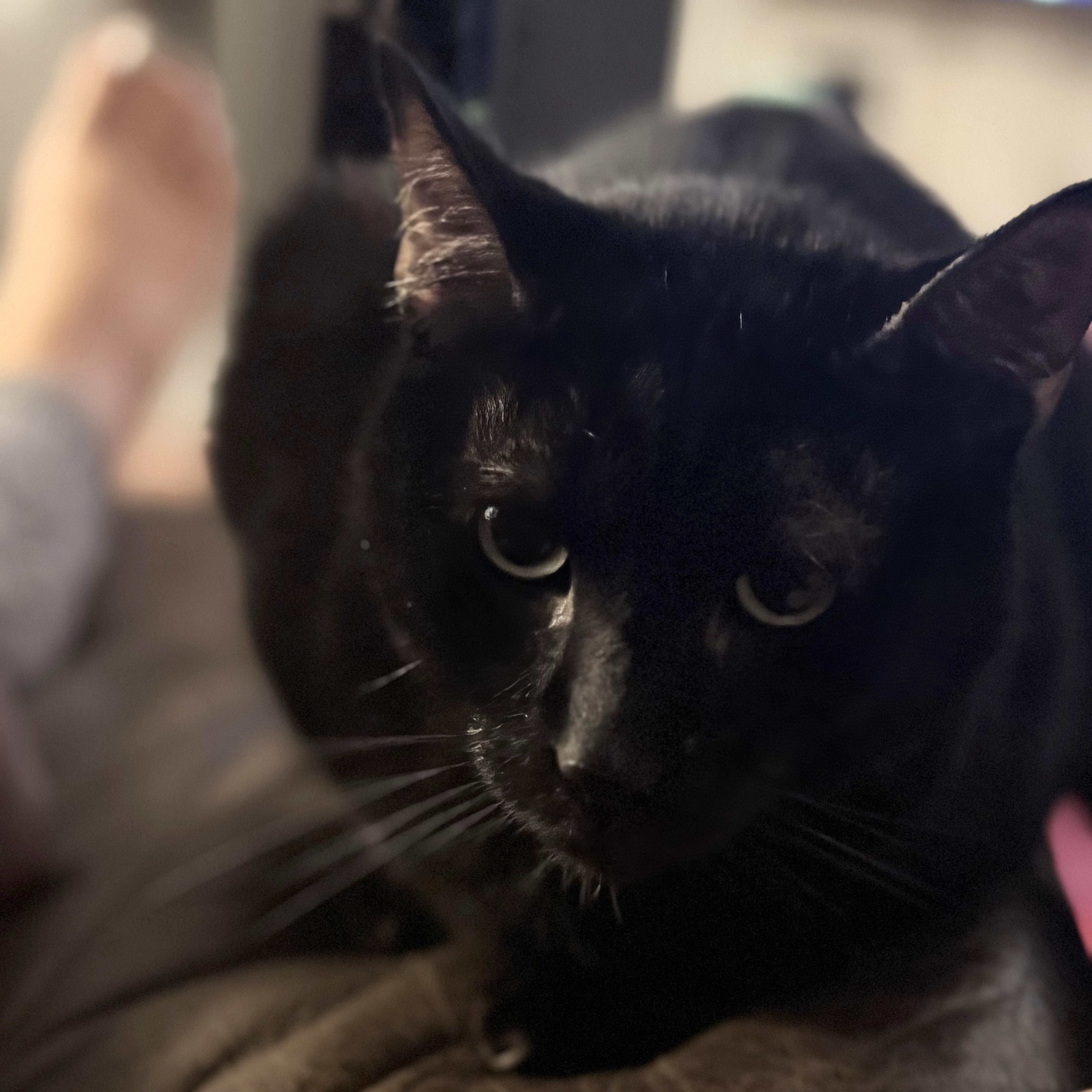 An adult extra large-sized male Domestic Short Hair cat named Jack Jack for adoption in Santa Fe, NM