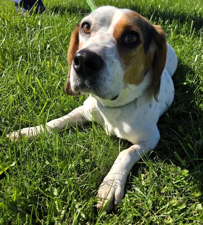 An adult medium-sized male Beagle dog named Butters for adoption in Valparaiso, IN