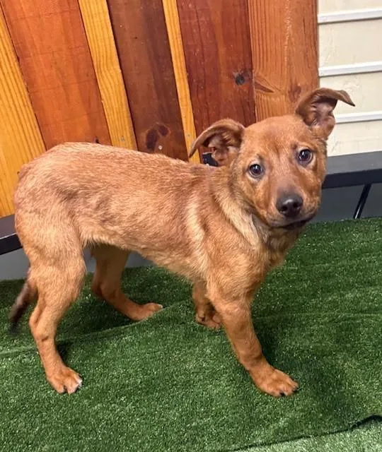 A baby small-sized female Staffordshire Bull Terrier dog named Carol for adoption in Houston, TX