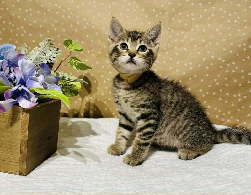 A baby small-sized male Domestic Short Hair cat named Mocha for adoption in Groveland, MA