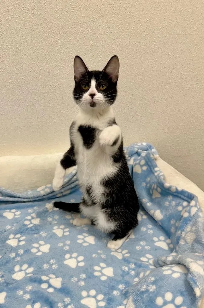 A baby small-sized female Domestic Short Hair cat named Oppossumy @Petsmart Walker Rd for adoption in Newberg, OR