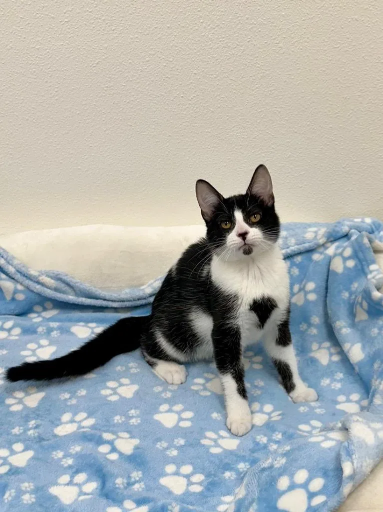 Oppossumy @Petsmart Walker Rd thumbnail 2