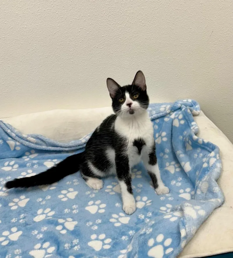Oppossumy @Petsmart Walker Rd thumbnail 3